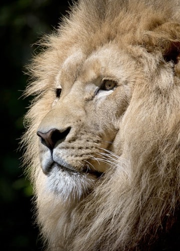 picture of a male lion