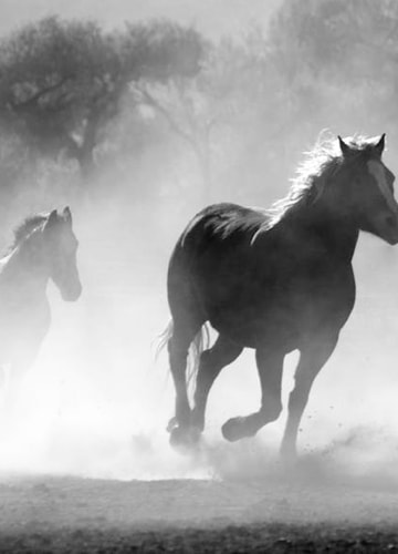 picture showing horses running in dust cloud