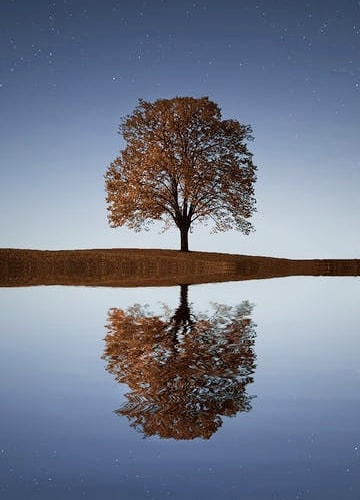 picture of a tree reflecting on lake